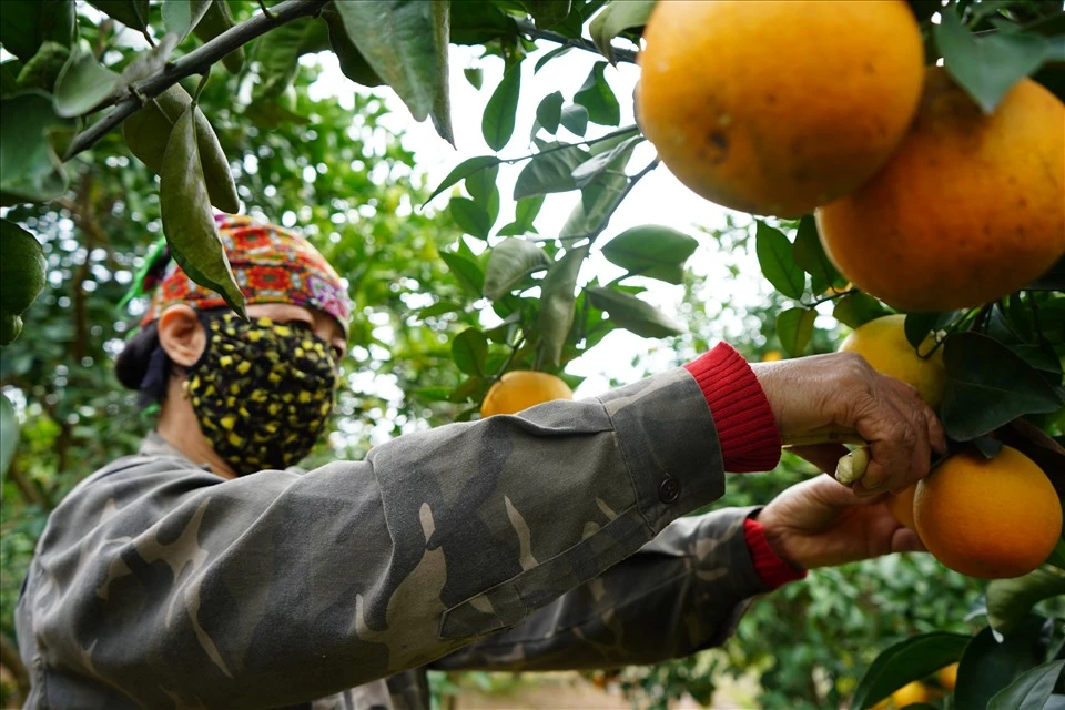 “Thủ phủ” cam ở Hải Dương vào vụ Tết, giá cao vẫn “cháy” hàng