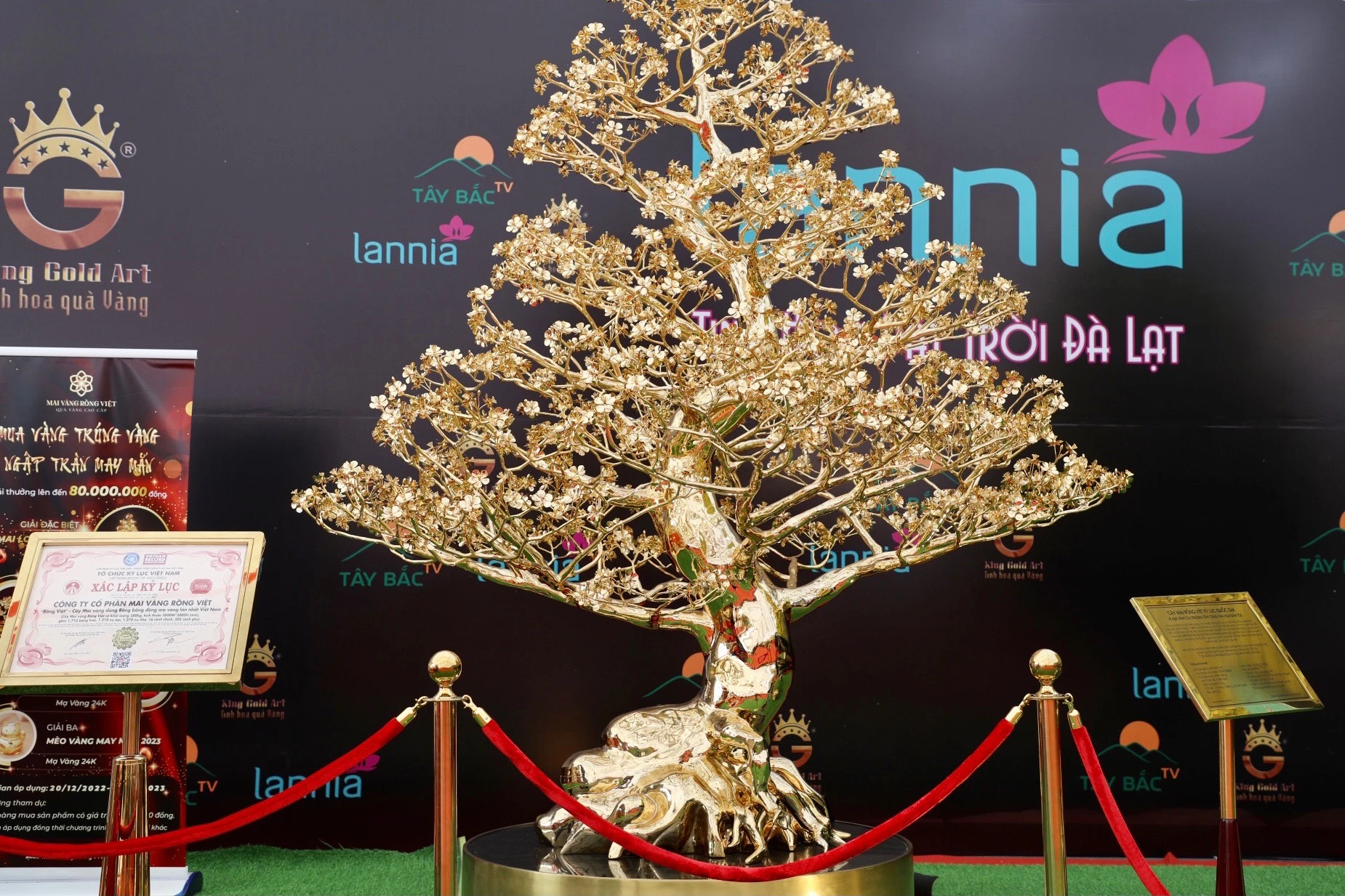 Cận cảnh mai mạ vàng 24K lớn nhất Việt Nam giá gần 6 tỉ 