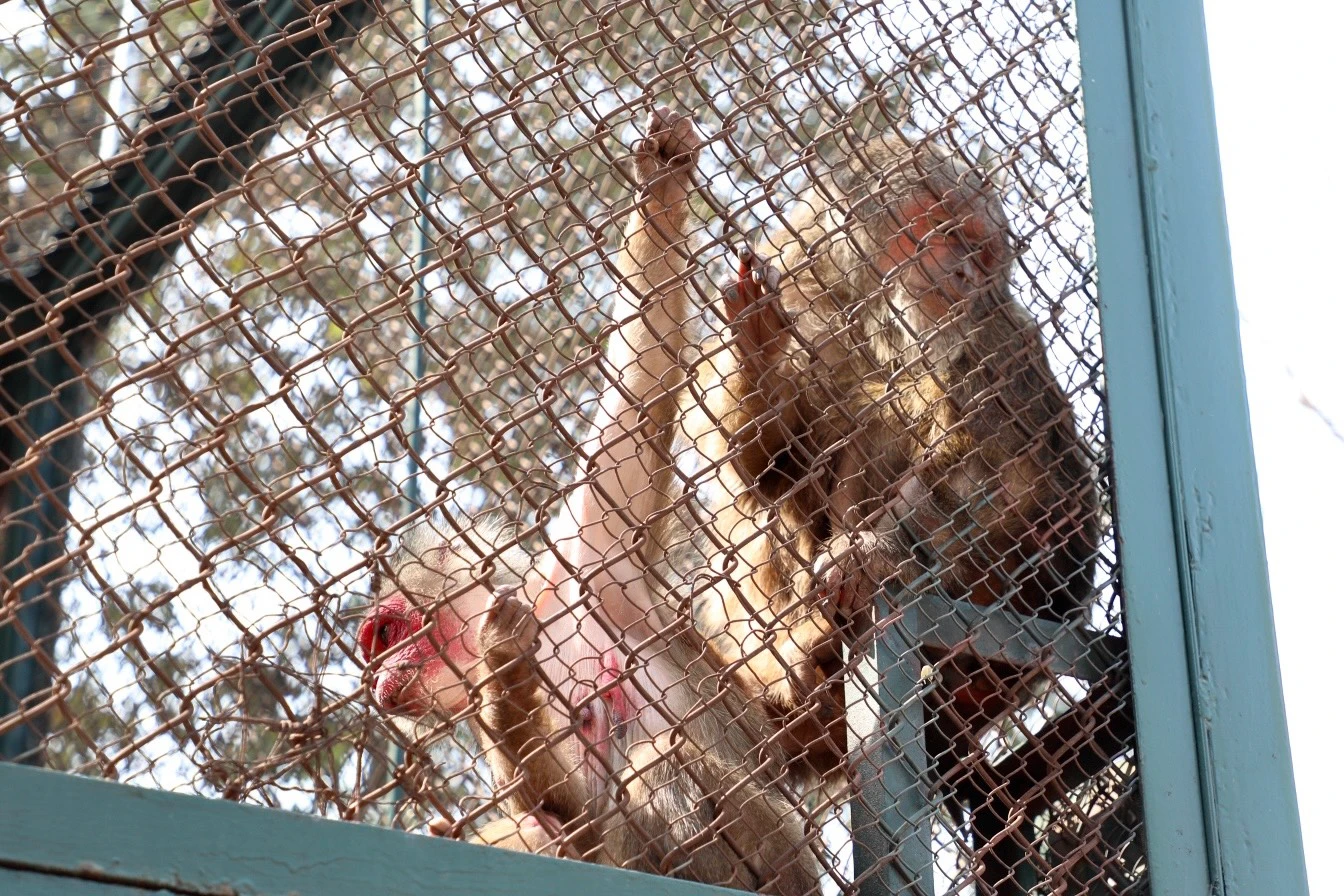 Đàn khỉ ở Công viên Thủ Lệ co ro vì lạnh, du khách xót xa