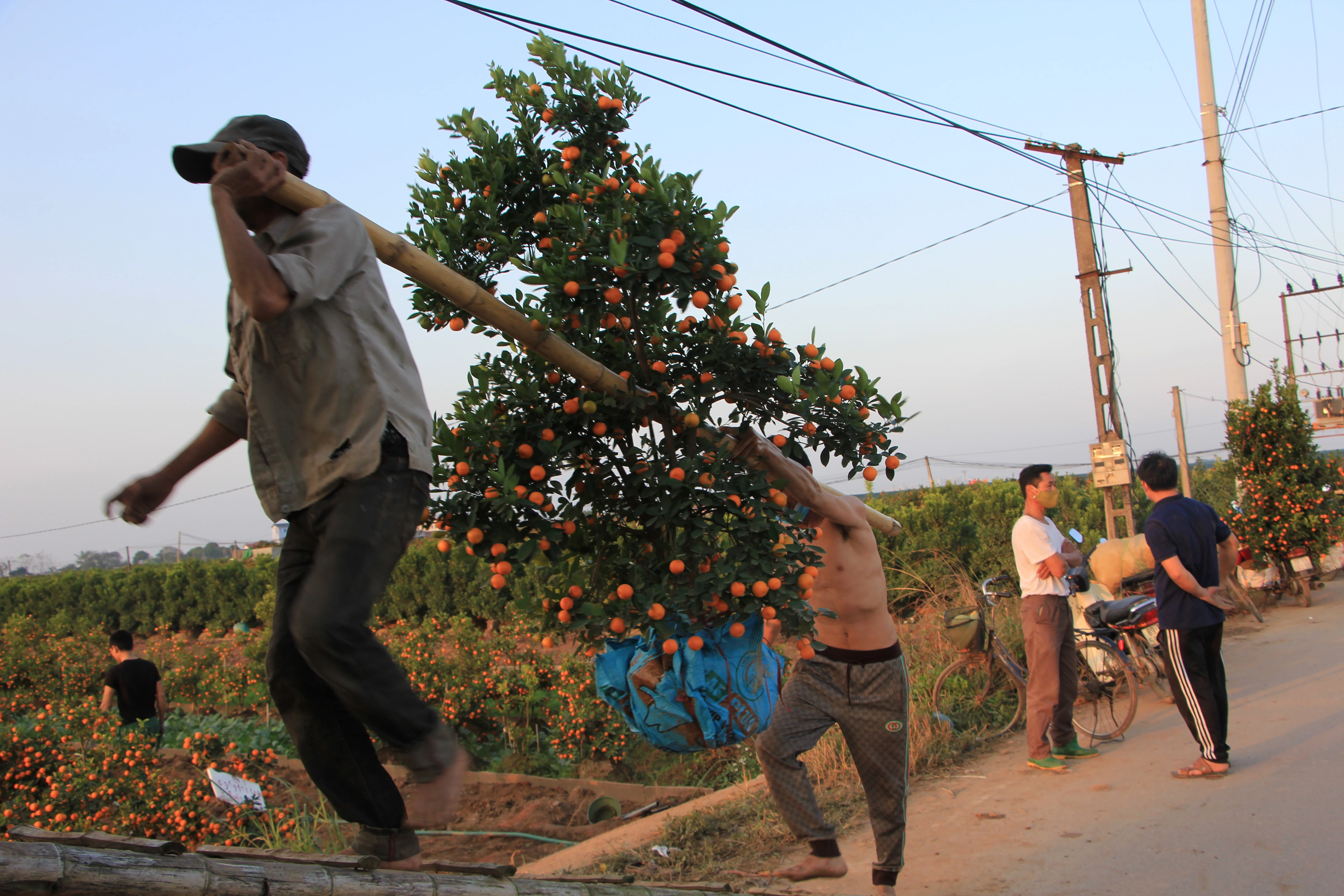 “Thủ phủ” quất Văn Giang tất bật nhổ gốc đi tỉnh