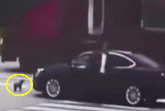 Chú chó thông minh đuổi theo chặn đầu xe gây tai nạn