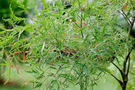 Những người nên uống nước lá đinh lăng, tốt cho sức khỏe