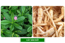 Người đàn ông 61 tuổi ngộ độc do nhầm lẫn củ sâm đất với thương lục