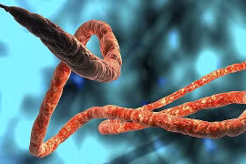 177 ca tử vong, WHO ban bố khẩn cấp toàn cầu vì Ebola
