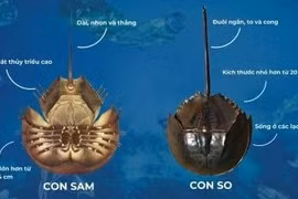 Ăn nhầm so biển, người đàn ông suy hô hấp nguy kịch 