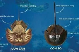 Ăn nhầm so biển, người đàn ông suy hô hấp nguy kịch 