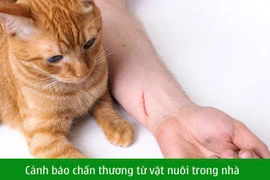 Mèo cào rách kết mạc trẻ 11 tuổi, cảnh báo chấn thương từ vật nuôi trong nhà