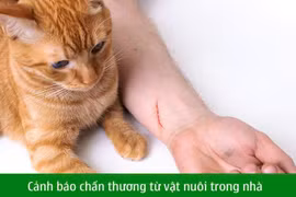 Mèo cào rách kết mạc trẻ 11 tuổi, cảnh báo chấn thương từ vật nuôi trong nhà