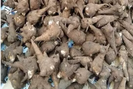 Đang khỏe mạnh, hôn mê, liệt tứ chi vì ăn củ ấu tàu