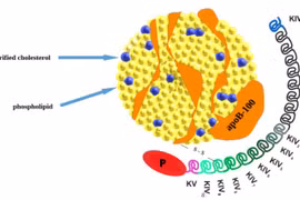 Xét nghiệm Lipoprotein (a) sớm kiểm soát bệnh tim mạch hiệu quả