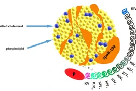 Xét nghiệm Lipoprotein (a) sớm kiểm soát bệnh tim mạch hiệu quả