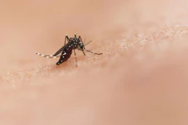 Chuyên gia Bộ Y tế nói về Bệnh Chikungunya bùng phát ở nhiều nước