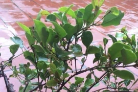 Bài thuốc trị đau xương khớp từ tầm gửi cây dâu