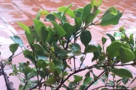 Bài thuốc trị đau xương khớp từ tầm gửi cây dâu