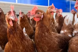 Người đầu tiên trên thế giới nhiễm cúm H5N5 tử vong, bệnh có đáng lo?