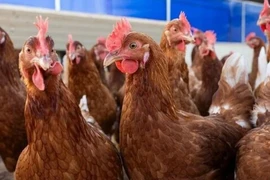 Người đầu tiên trên thế giới nhiễm cúm H5N5 tử vong, bệnh có đáng lo?