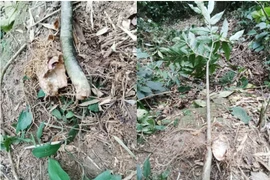 Ngộ độc calcium oxalate nguy hiểm khi ăn củ ráy, củ nưa