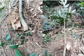 Ngộ độc calcium oxalate nguy hiểm khi ăn củ ráy, củ nưa