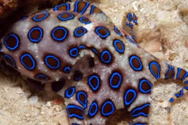 Cẩn thận với thực phẩm nguy hiểm chứa độc tố chết người