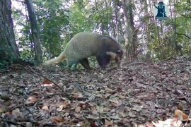 Bẫy ảnh hé lộ thế giới hoang dã bí ẩn tại Nghệ An