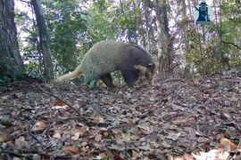 Bẫy ảnh hé lộ thế giới hoang dã bí ẩn tại Nghệ An