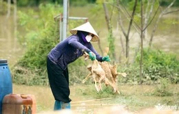 Vịt chết la liệt do nước ngập, lão nông ở Thanh Hóa mất trắng 2 tỷ đồng
