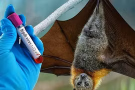 Bộ Y tế cảnh báo về virus Nipah tại Ấn Độ