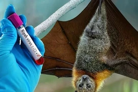 Bộ Y tế cảnh báo về virus Nipah tại Ấn Độ