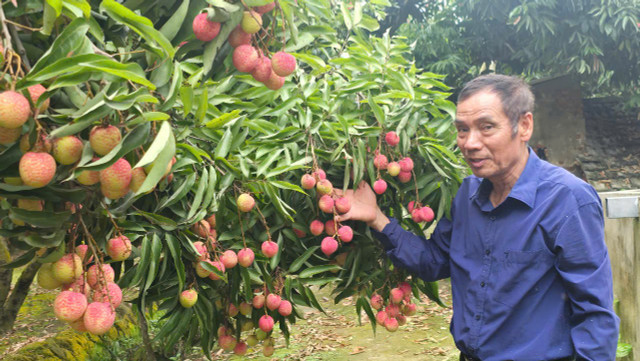 Ông Đặng Văn Hùng bên vườn vải của gia đình ông Trịnh Đình Lãi (70 tuổi, ở thôn Vĩnh Ninh, xã Vĩnh Cường). 3edb42e4cda379fd20b212.jpg