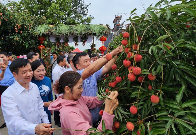Các đại biểu tham gia hái vải thiều sớm tại vườn. 3.jpg
