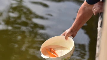 Thả cá chép Tết ông Công ông Táo: Để cá được sống