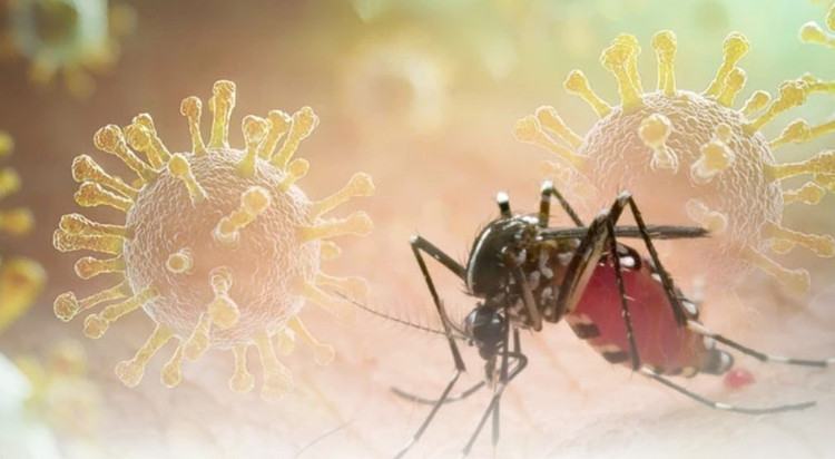 Bệnh Chikungunya không lây trực tiếp từ người sang người mà lây truyền qua trung gian là muỗi Aedes. Ảnh minh họa. minh-hoa.jpg