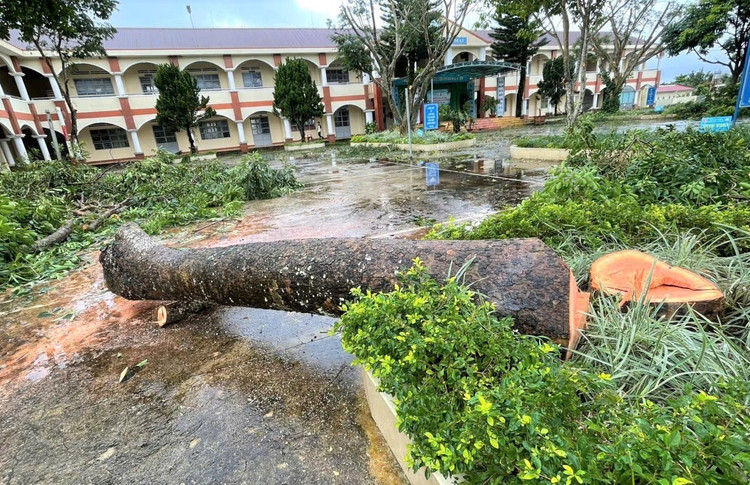 Cây xà cừ có đường kính gốc 0,55 m trong khuôn viên Trung tâm Giáo dục Nghề nghiệp – Giáo dục Thường xuyên Bảo Lộc đã bị cưa hạ khi chưa được cấp phép. a5.jpg