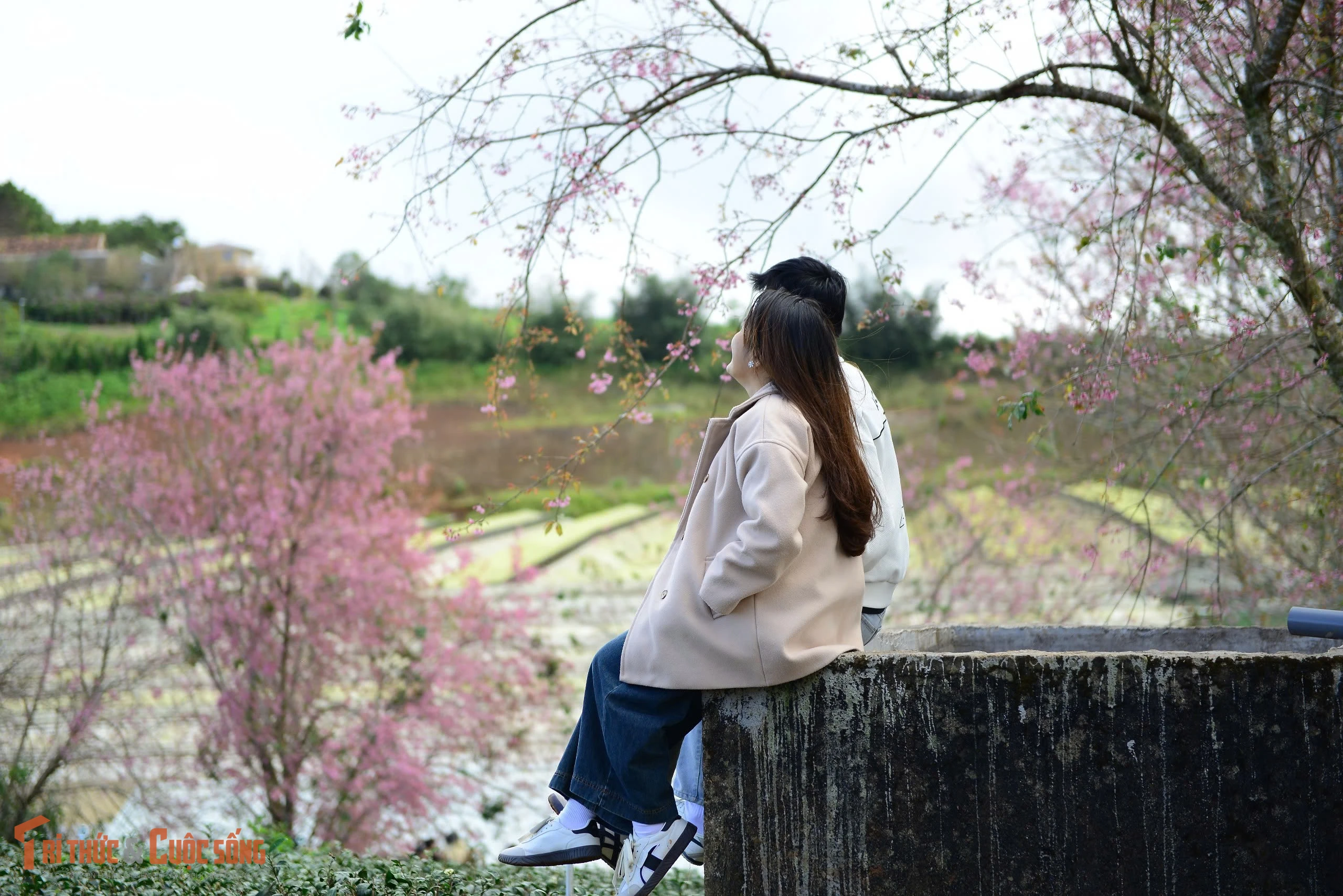 Cận Tết Dương lịch, mai anh đào nhuộm tím đồi chè Cầu Đất Đà Lạt