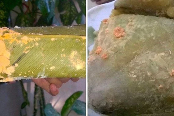 Nguy hiểm từ nấm mốc bánh chưng ngày Tết