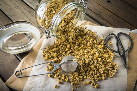 Thu hồi lô dược liệu Cúc hoa vàng vi phạm chất lượng mức độ 1