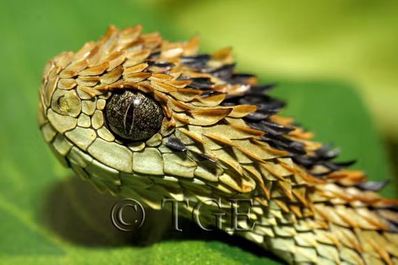 Cận cảnh loài rắn duy nhất có gai tua tủa đầy người