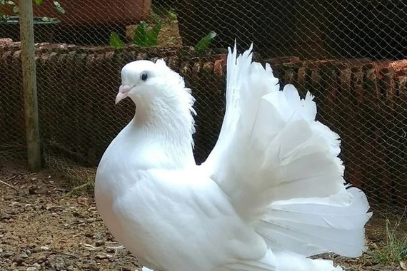 Cận cảnh những loài bồ câu đẹp nhất thế giới 