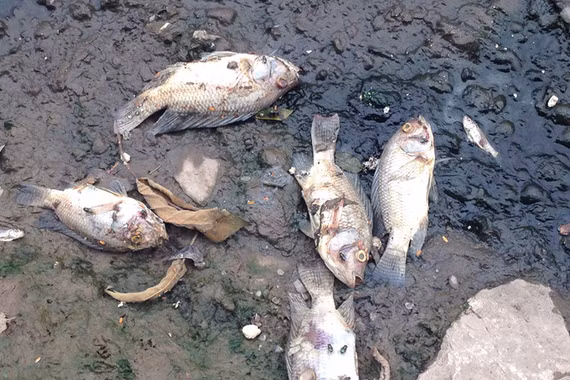 Nước sông Tô Lịch lại chuyển màu đen ngòm, cá chết trắng dạt vào 2 bờ 