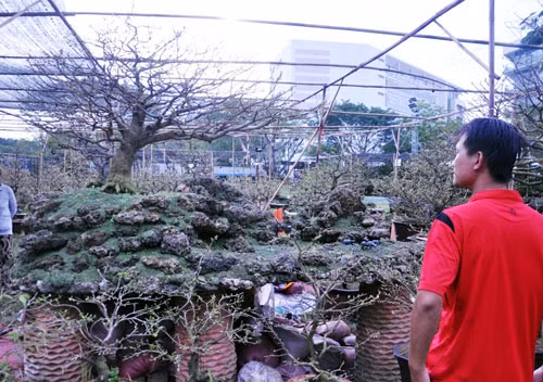 Trầm trồ cây mai cổ 160 năm tuổi, giá 1,6 tỷ