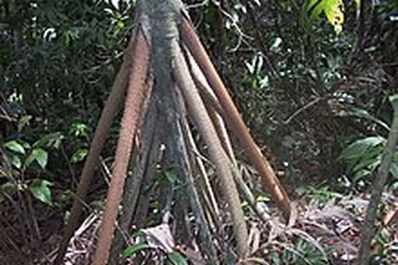 Sự thật chấn động loài cây "biết đi" duy nhất trên thế giới