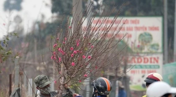 Hà Nội: Đào Nhật Tân tăng giá mạnh, chi tiền triệu vẫn khó mua