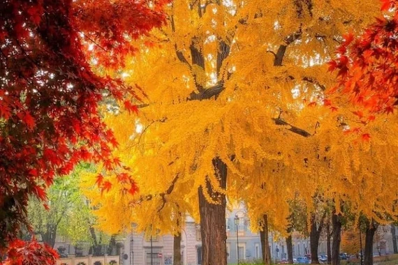 Sân trồng 3 cây 'cổ vật sống', nhà thịnh vượng ba đời