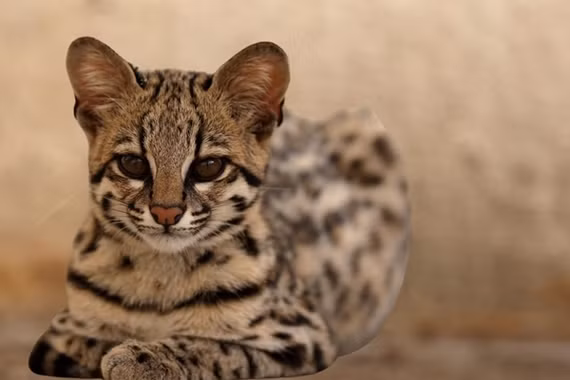 Tận thấy giống mèo cảnh 2,5 tỷ khiến đại gia “móc ví” 