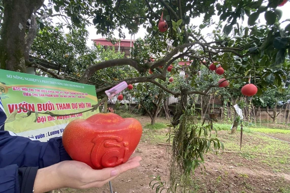 Bưởi đỏ “tiến vua” quý hiếm đúc chữ tài - lộc đắt khách dịp Tết