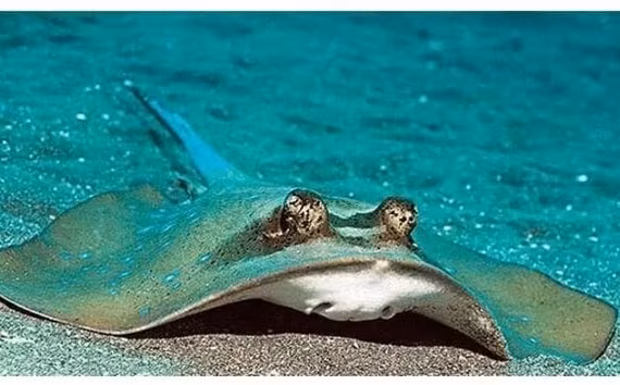 Loài “cá lạ” thích phơi nắng, tấn công phụ nữ đẹp