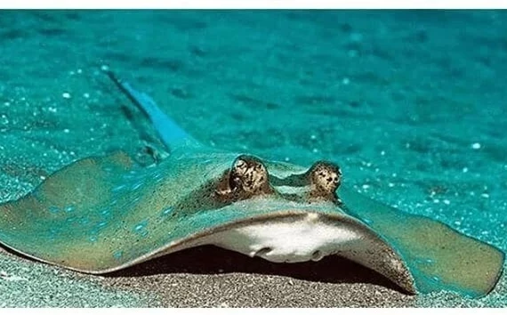 Loài “cá lạ” thích phơi nắng, tấn công phụ nữ đẹp