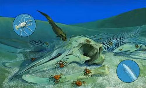 Xác cá voi chìm dưới đáy biển, bất ngờ “hồi sinh” đầy ảo diệu 