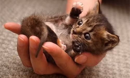 Mê mẩn loài mèo nhỏ nhất hành tinh, nằm gọn lỏn trong tay người 