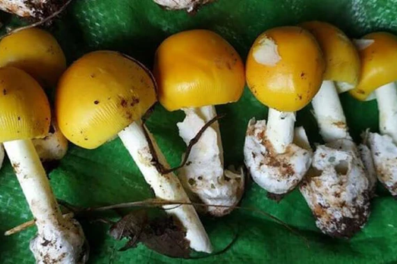 Ăn nấm lạ, 7 người ở Phú Quốc bị ngộ độc